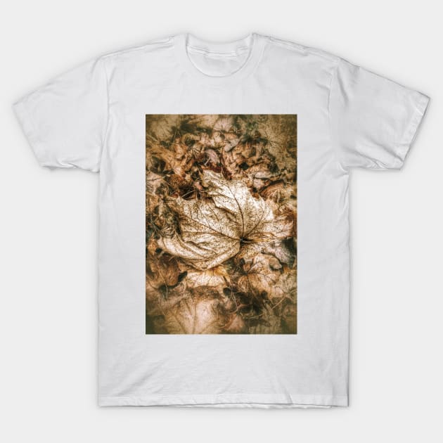 Fallen Sycamore Leaf T-Shirt by GrahamPrentice